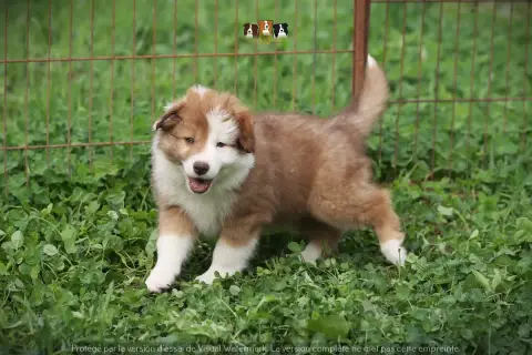 Border Collie  Brown Super Dream Slice Of Heaven