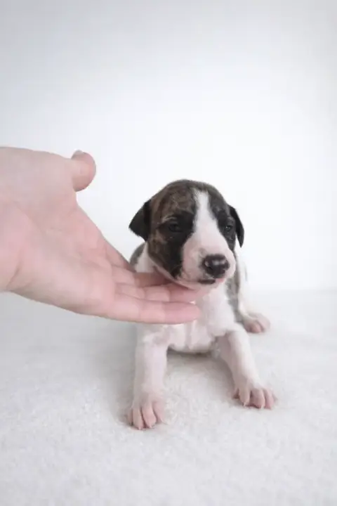 Whippet  Be My Dream Des Rives De Riss