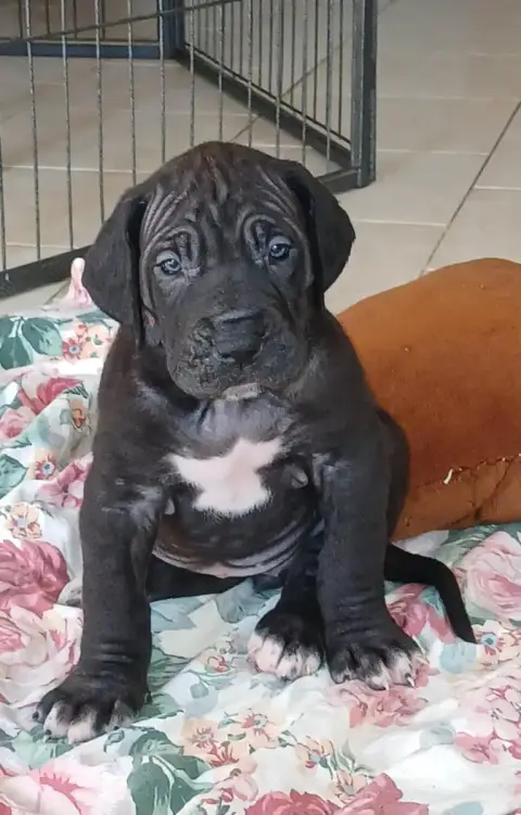 Dogue Allemand  "B" Des Gardiens De Prailles