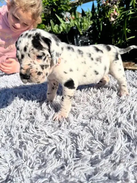 Dogue Allemand  Arlequine Collier Rose Des Terres De  11e35 photo 3