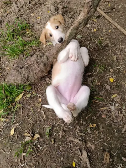 Barzoi  Blondie photo 2
