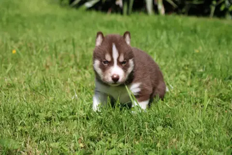 Siberian Husky  Chiot N°1 Des Legendes Du Triskel photo 2