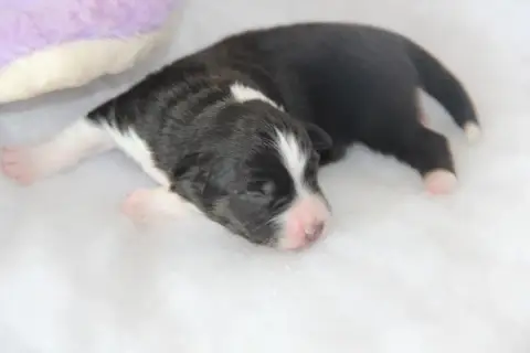 Berger Américain Miniature  Chiot N°3 Na Caorrun