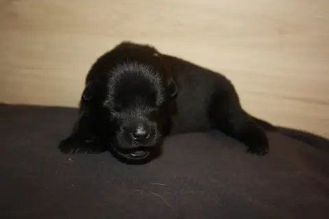 Eurasier  Collier Gris Des Oursons De La Fee photo 3
