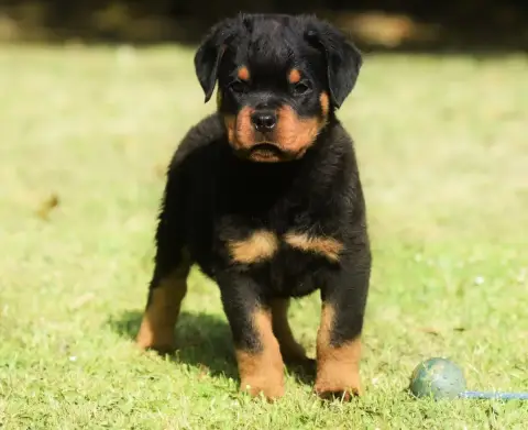 Rottweiler  Chiot 8 Des Titans Noirs Et Feux