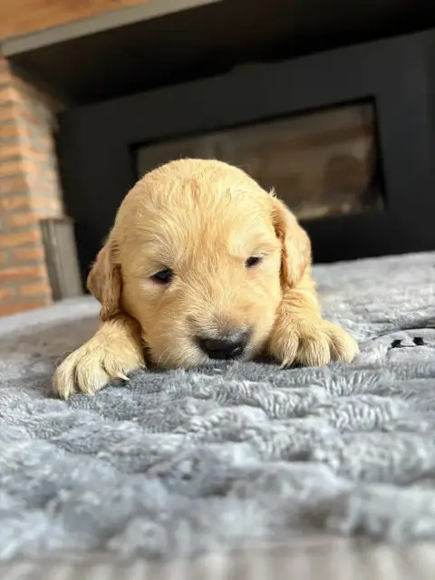 Golden Retriever  Chiot N°1