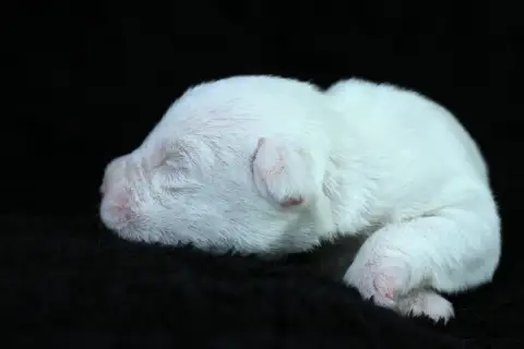Parson Russell Terrier  Chiot 6 Des Very Important Pa cc224 photo 3