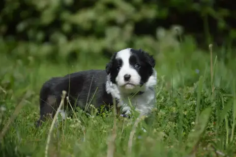 Border Collie  Violet Des Bergers Des P'Tits Ours