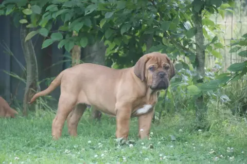 Dogue De Bordeaux photo 2