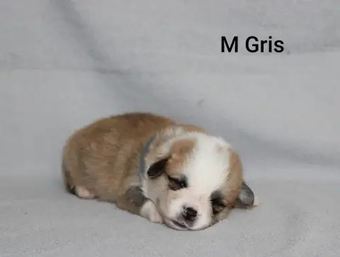 Welsh Corgi Pembroke 
                        Mr Gris 48924