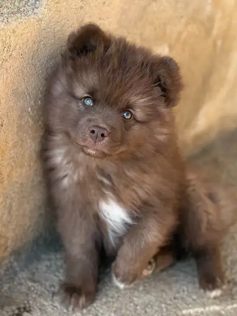 Chien Finnois De Laponie  Bridgerton Daphne De La Nou 687b0 photo 3