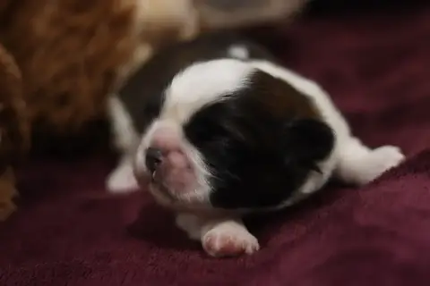 Shih Tzu  Bichon De La Ferme Des Mottes photo 2