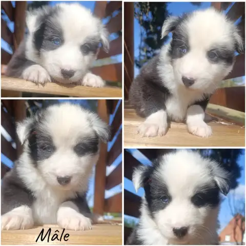 Laika De Iakoutie 
                        Chiot N°2 060c8