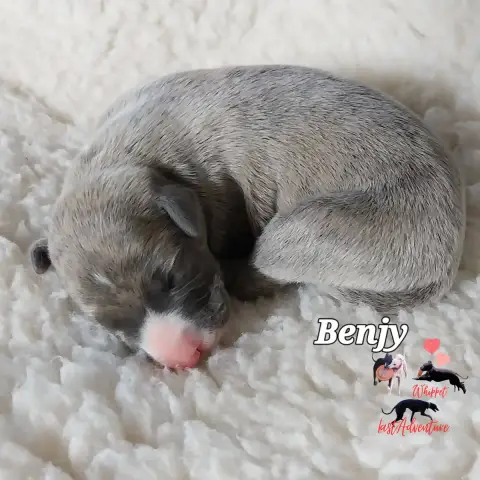 Whippet  Benjy Option Last Adventure