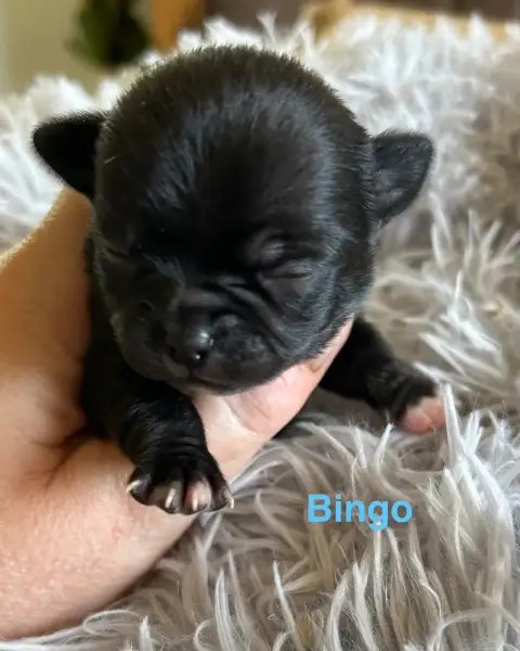 Chihuahua  Bingo Des Rois Du Monde