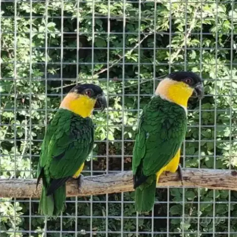 Caiques Pallidus
