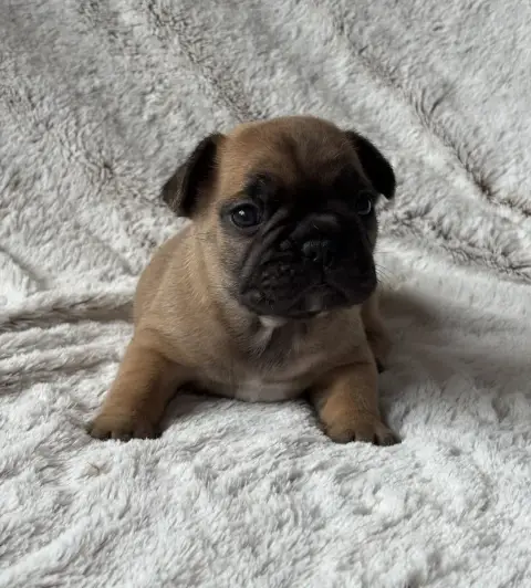 Bouledogue Français  Boniface Des Bulls Fourious