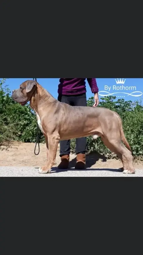 Cane Corso  Chiot N°6 Du Mas Des Origines photo 2