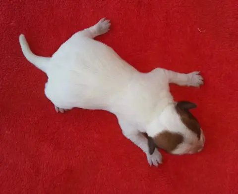 Jack Russell Terrier  B... Des Adrilines D'Opale photo 2