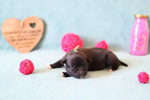 Staffordshire Bull Terrier  Chiot 1 Of The Fara Famil 2d654 photo 2