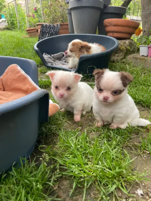 Chihuahua  Chiot N°1 De La Combe Aux Genêts