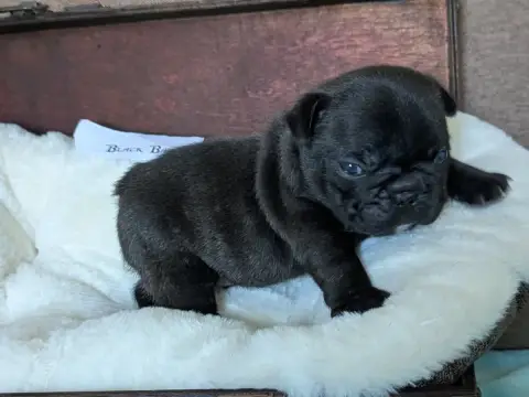 Bouledogue Français  Black Barth photo 3