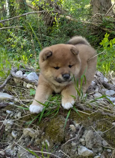 Shiba  Bouba Des Seigneurs D'Orient