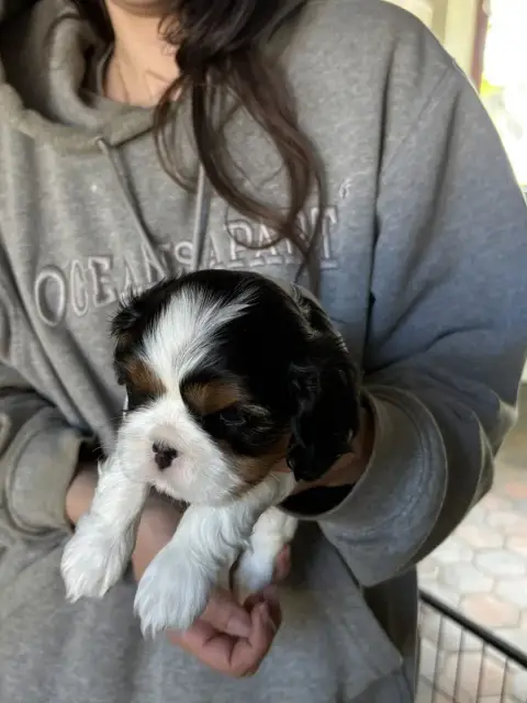Cavalier King Charles Spaniel  B De Toucy Blue