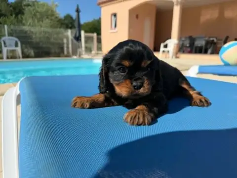 Cavalier King Charles Spaniel 
                       7229b