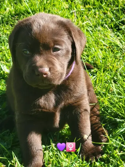 Labrador Retriever  Violette Du Domaine De Daisy
