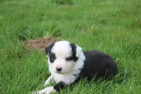 Berger Australien  Chiot N°5 Royal Fluffy
