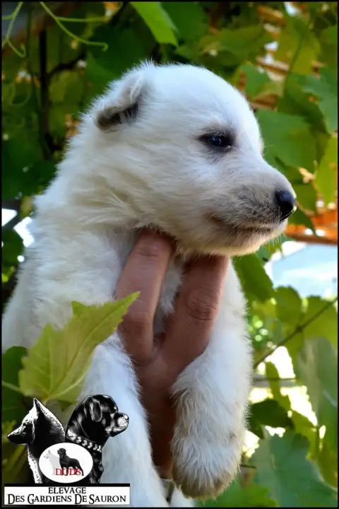 Berger Blanc Suisse