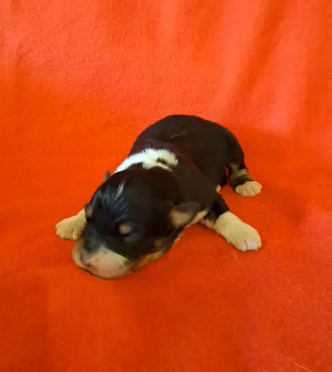 Berger Australien  Chiot 2 De La Pierre Du B'Ressieux 9c4c9 photo 2