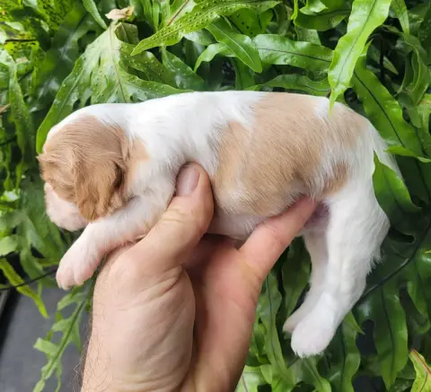 Cavalier King Charles Spaniel  Chiot N°2 Du Domaine D 17fac photo 3
