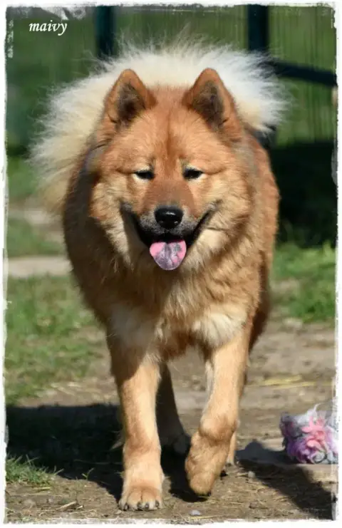 Eurasier  Mr Bleu Des Hauts De Chamboursat photo 3