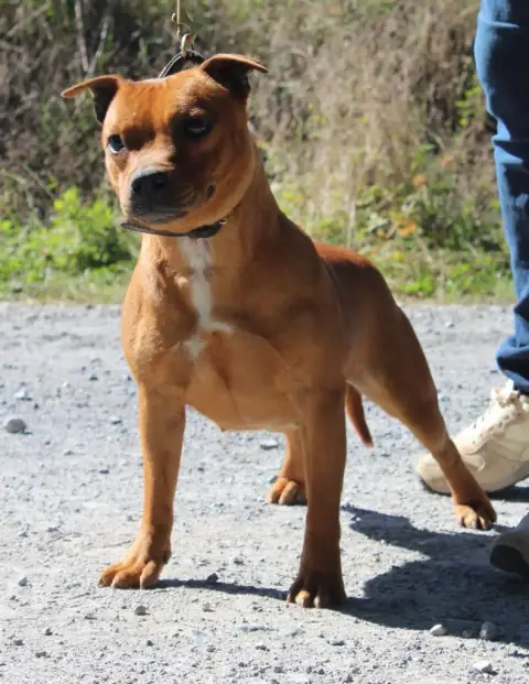 Staffordshire Bull Terrier  Chiot N°1 De Karysha photo 3