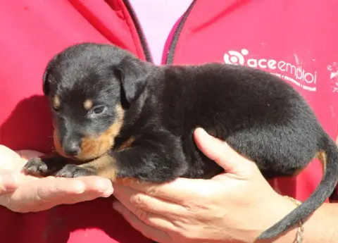 Berger De Beauce  Chiot 3 De Genevayse photo 2