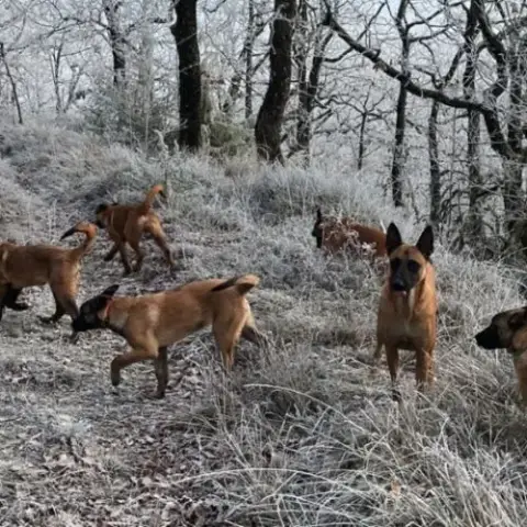 Chiots Malinois