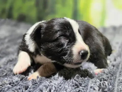 Border Collie 
                        Mâle Noir Et B d59f6