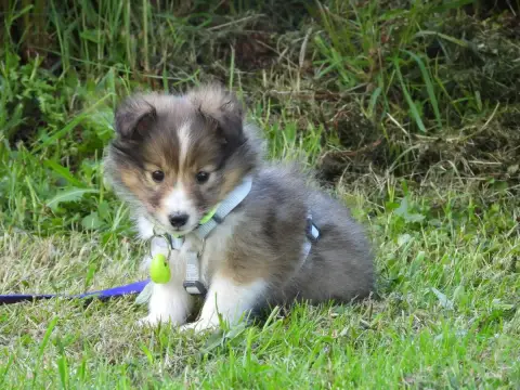 Shetland Sheepdog  Chiot N°3 Du Sapin Vert