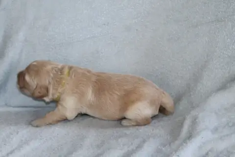 Golden Retriever photo 3