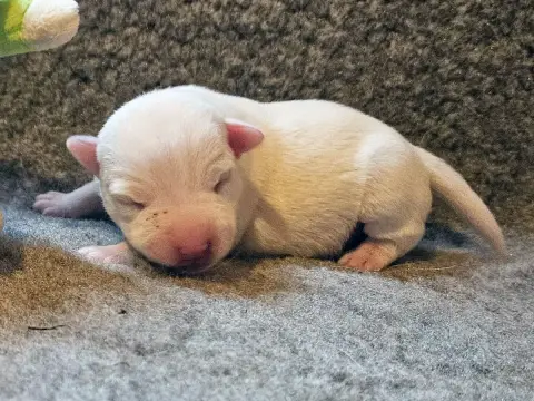 Parson Russell Terrier  Blanche The Magnificent Fox H 048af