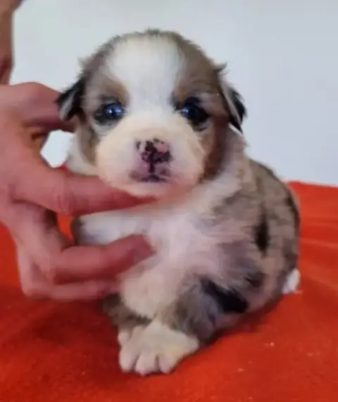 Berger Américain Miniature  Chiot N°5 Des Hirondelles 7f7e0 photo 3