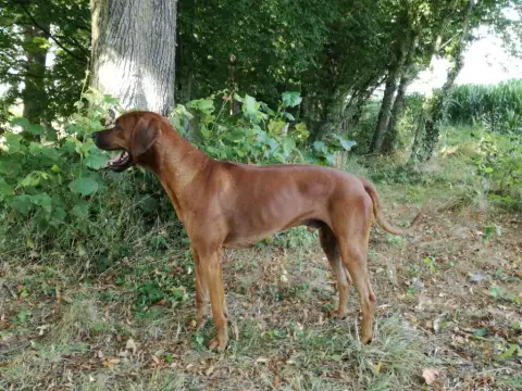 Rhodesian Ridgeback photo 3