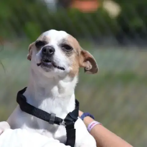 Pacha Adorable Petite Chienne Croisée De 4,5 Kg