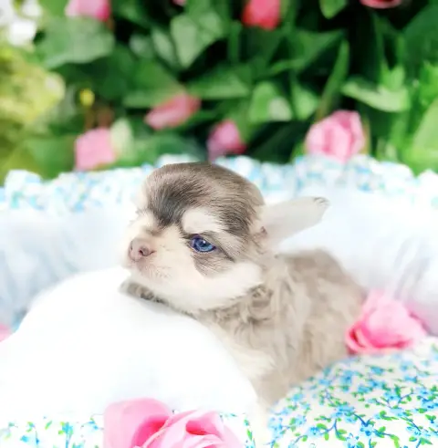 Chihuahua  Chiot N°1 Lou Crozia