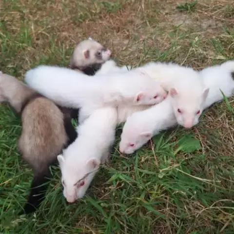 Bébés Furets