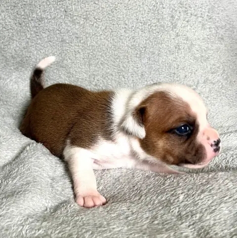 Staffordshire Bull Terrier  Fauve Et Blanc Patasnegra fffa2 photo 2