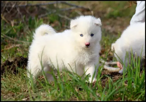 Laika De Iakoutie  Blue Diamond L'Eden Des Shokou photo 3