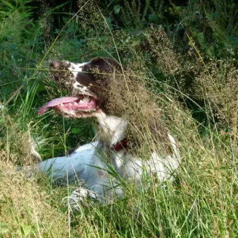 English Springer Spaniel